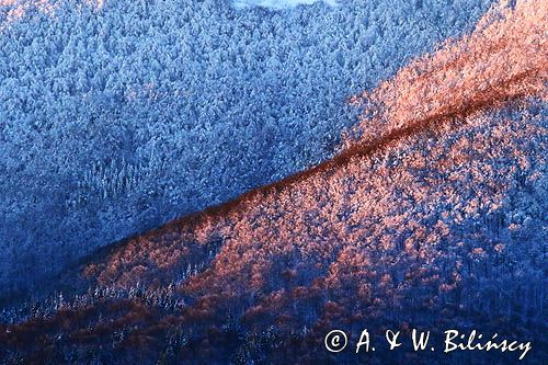 Bieszczadzkie lasy, widok z Połoniny Wetlińskiej, Bieszczady