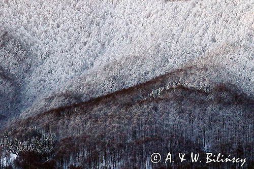 Bieszczadzkie lasy, widok z Połoniny Wetlińskiej, Bieszczady