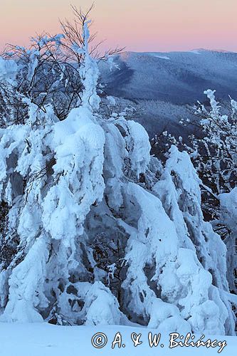 Bieszczadzkie lasy, widok z Połoniny Wetlińskiej, Bieszczady