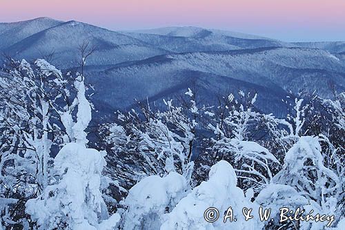 Bieszczadzkie lasy, widok z Połoniny Wetlińskiej, Bieszczady