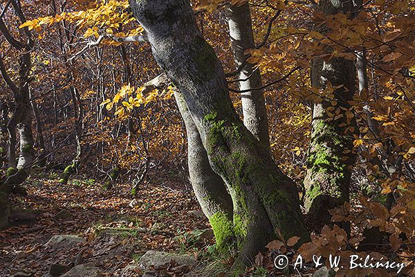 Buczyna, Bieszczady, Bieszczadzki Park Narodowy