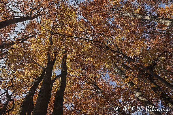 Buczyna, Bieszczady, Bieszczadzki Park Narodowy