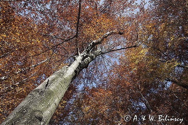 Buczyna, Bieszczady, Bieszczadzki Park Narodowy