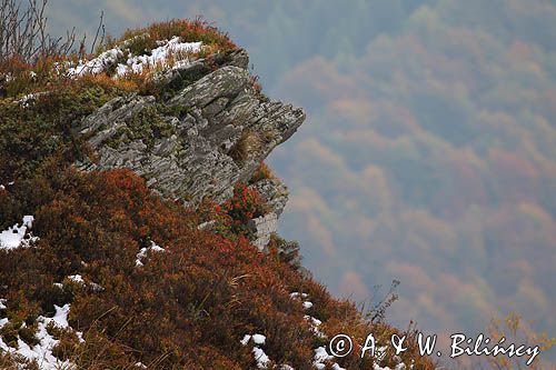 Portret czarownicy, poranek na Wetlińskiej, Bieszczady