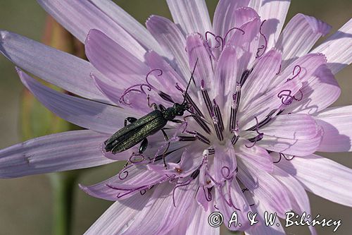 wężymord stepowy Scorzonera purpurea i wonnica piżmówka Aromia moschata Ponidzie rezerwat stepowy 'Skorocice'