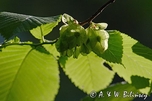 liście i owoce skrzydlaki, nasionko, wiąz górski Ulmus montana