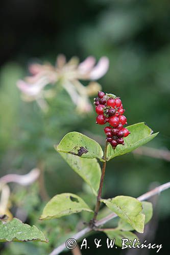 wiciokrzew pomorski Lonicera periclymenum owoce