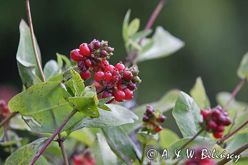 wiciokrzew pomorski Lonicera periclymenum owoce