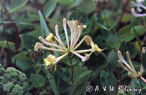 wiciokrzew pomorski, Lonicera periclymenum
