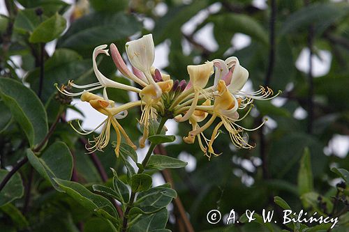 wiciokrzew pomorski Lonicera periclymenum