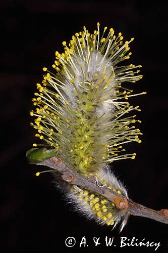 Wierzba iwa Salix caprea L.) kwiatostany męskie