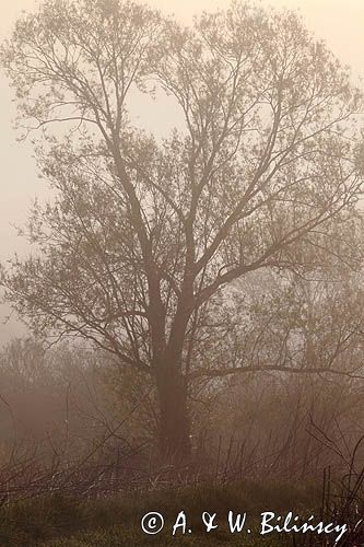 wierzba iwa o świcie we mgle, Salix caprea