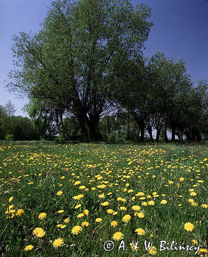 wierzby, Mazowsze, mlecze, mniszek lekarski Taraxacum officinale