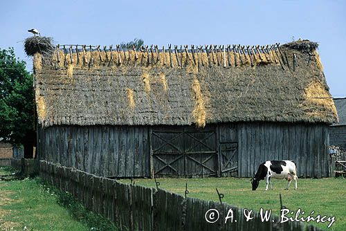 wieś Koty koło Łomży Poland, Koty village near Lomza, wooden barn