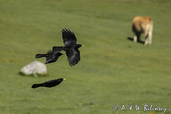 Wieszczek, Pyrrhocorax graculus, Park Narodowy Picos de Europa, Asturia, Hiszpania