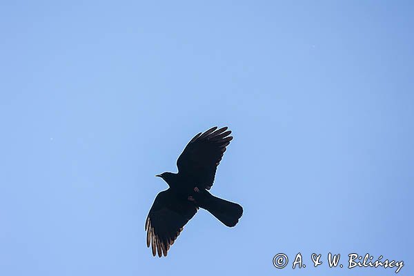 Wieszczek, Pyrrhocorax graculus, Park Narodowy Picos de Europa, Asturia, Hiszpania