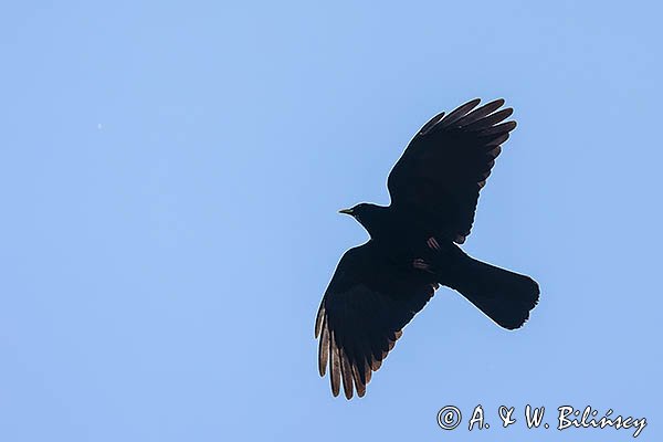Wieszczek, Pyrrhocorax graculus, Park Narodowy Picos de Europa, Asturia, Hiszpania