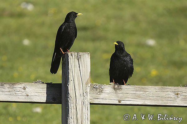 Wieszczki, Pyrrhocorax graculus, koło schroniska górskiego Refugio Vega de Enol, Nad Lago Enol, Park Narodowy Picos de Europa, Asturia, Hiszpania