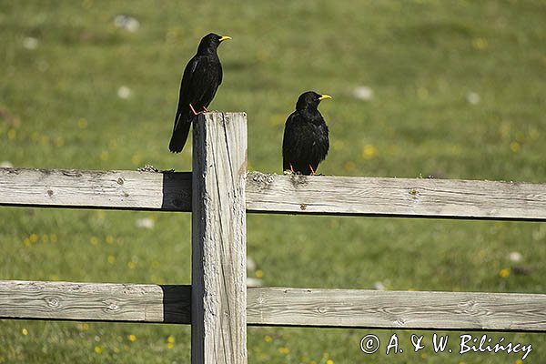 Wieszczki, Pyrrhocorax graculus, koło schroniska górskiego Refugio Vega de Enol, Nad Lago Enol, Park Narodowy Picos de Europa, Asturia, Hiszpania