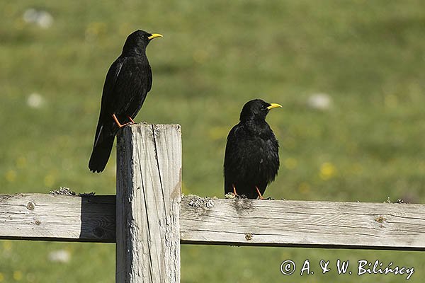 Wieszczki, Pyrrhocorax graculus, koło schroniska górskiego Refugio Vega de Enol, Nad Lago Enol, Park Narodowy Picos de Europa, Asturia, Hiszpania