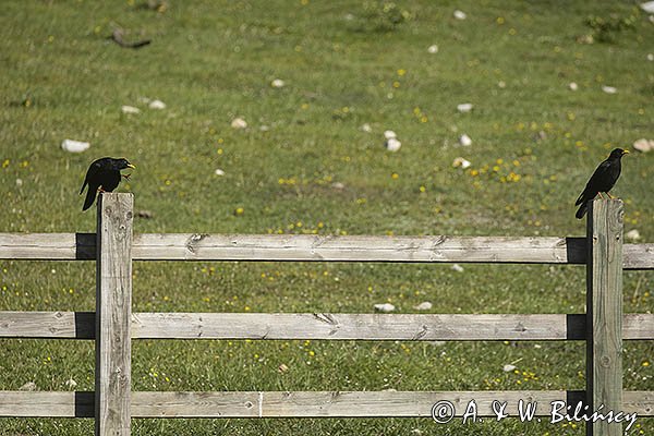 Wieszczki, Pyrrhocorax graculus, koło schroniska górskiego Refugio Vega de Enol, Nad Lago Enol, Park Narodowy Picos de Europa, Asturia, Hiszpania