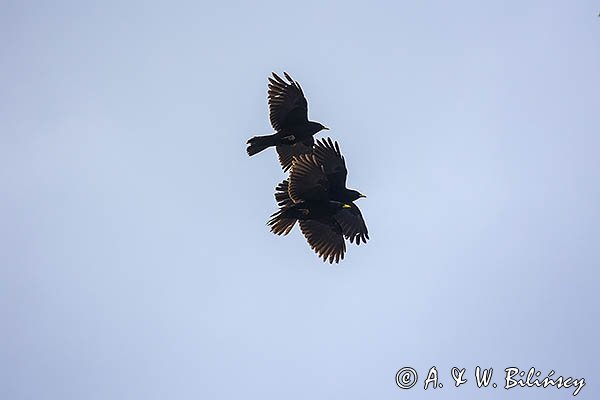 Wieszczek, Pyrrhocorax graculus, Park Narodowy Picos de Europa, Asturia, Hiszpania