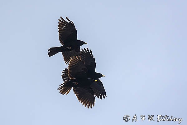 Wieszczek, Pyrrhocorax graculus, Park Narodowy Picos de Europa, Asturia, Hiszpania