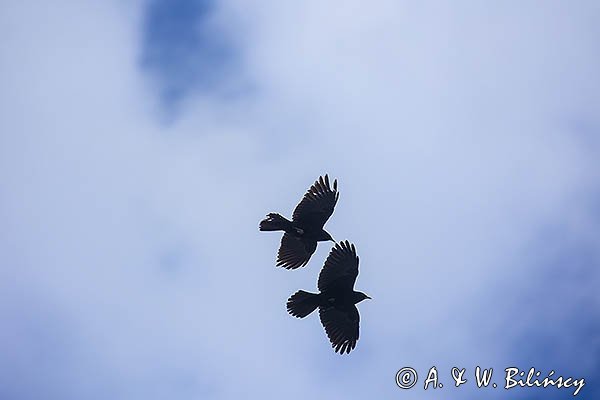 Wieszczek, Pyrrhocorax graculus, Park Narodowy Picos de Europa, Asturia, Hiszpania