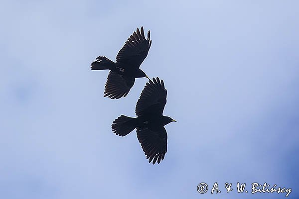 Wieszczek, Pyrrhocorax graculus, Park Narodowy Picos de Europa, Asturia, Hiszpania