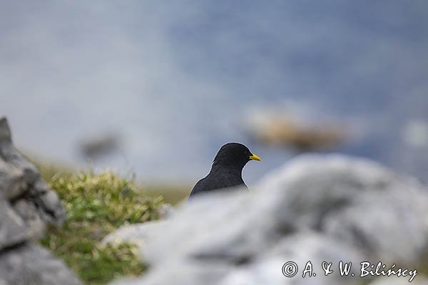 Wieszczek, Pyrrhocorax graculus, Park Narodowy Picos de Europa, Asturia, Hiszpania