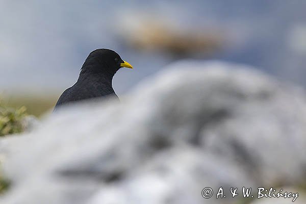 Wieszczek, Pyrrhocorax graculus, Park Narodowy Picos de Europa, Asturia, Hiszpania