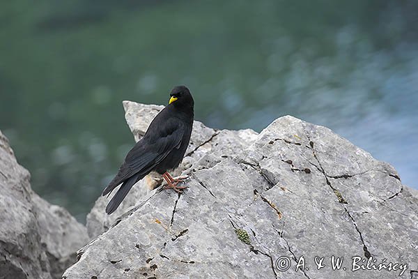 Wieszczek, Pyrrhocorax graculus, Park Narodowy Picos de Europa, Asturia, Hiszpania