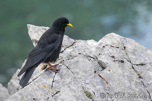 Wieszczek, Pyrrhocorax graculus, Park Narodowy Picos de Europa, Asturia, Hiszpania