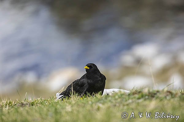 Wieszczek, Pyrrhocorax graculus, Park Narodowy Picos de Europa, Asturia, Hiszpania