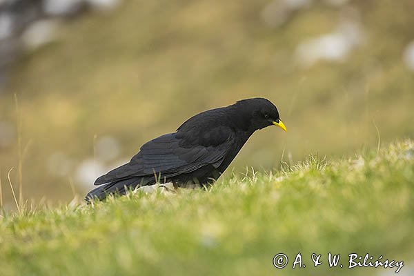 Wieszczek, Pyrrhocorax graculus, Park Narodowy Picos de Europa, Asturia, Hiszpania