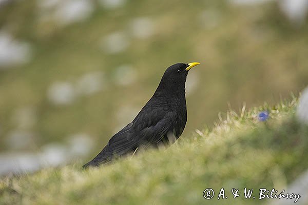 Wieszczek, Pyrrhocorax graculus, Park Narodowy Picos de Europa, Asturia, Hiszpania