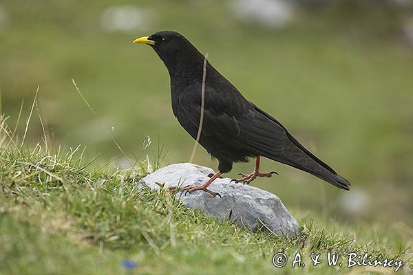 Wieszczek, Pyrrhocorax graculus, Park Narodowy Picos de Europa, Asturia, Hiszpania