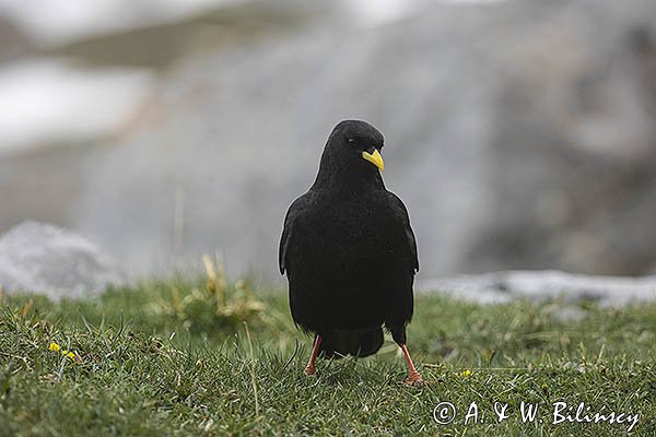 Wieszczek, Pyrrhocorax graculus, Park Narodowy Picos de Europa, Asturia, Hiszpania