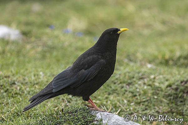 Wieszczek, Pyrrhocorax graculus, Park Narodowy Picos de Europa, Asturia, Hiszpania