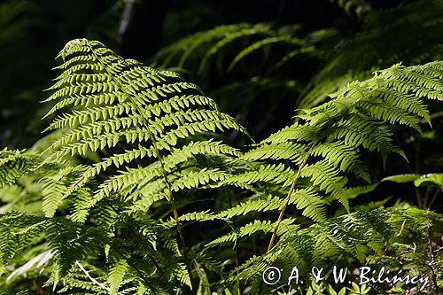 paproć wietlica samicza Athyrium filix-femina