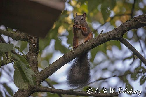 wiewiórka, Sciurus vulgaris