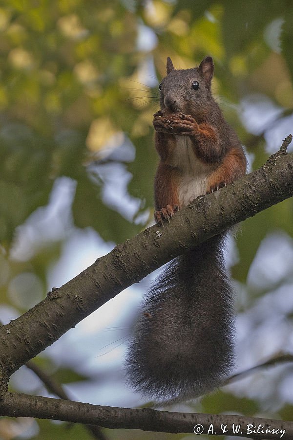 wiewiórka, Sciurus vulgaris