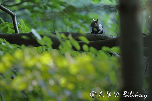 wiewiórka, odmiana ciemna, Sciurus vulgaris, Bieszczady