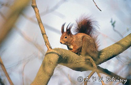 wiewiórka Sciurus vulgaris