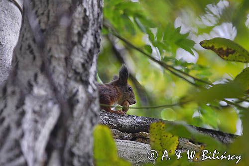 wiewiórka z orzechem włoskim, sciurus vulgaris squirrel, sciurus vulgaris