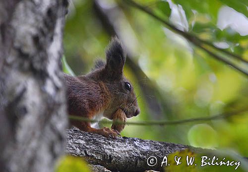 wiewiórka z orzechem włoskim, sciurus vulgaris squirrel, sciurus vulgaris