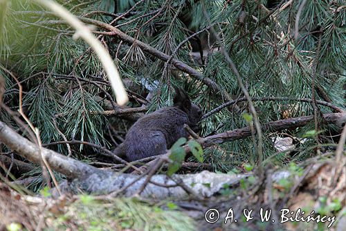 wiewiórka, Sciurus vulgaris, odmiana czarna górska