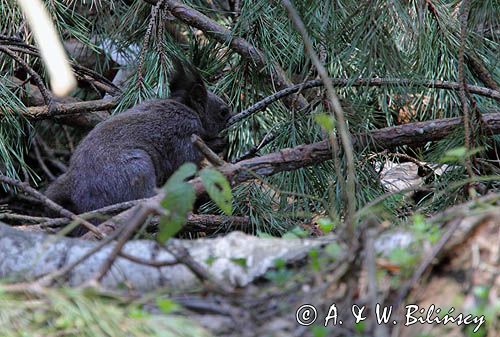 wiewiórka, Sciurus vulgaris, odmiana czarna górska