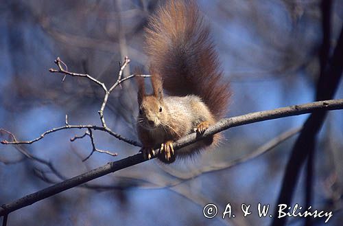 wiewiórka Sciurus vulgaris