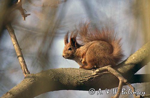 wiewiórka Sciurus vulgaris